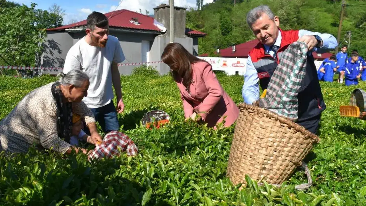 artvinde-yas-cay-hasadi-basladi-ureticiler-sezona-basladi