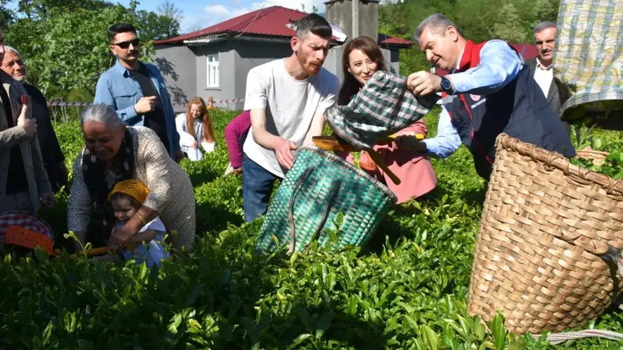 artvinde-yas-cay-hasadi-basladi-ureticiler-sezona-basladi