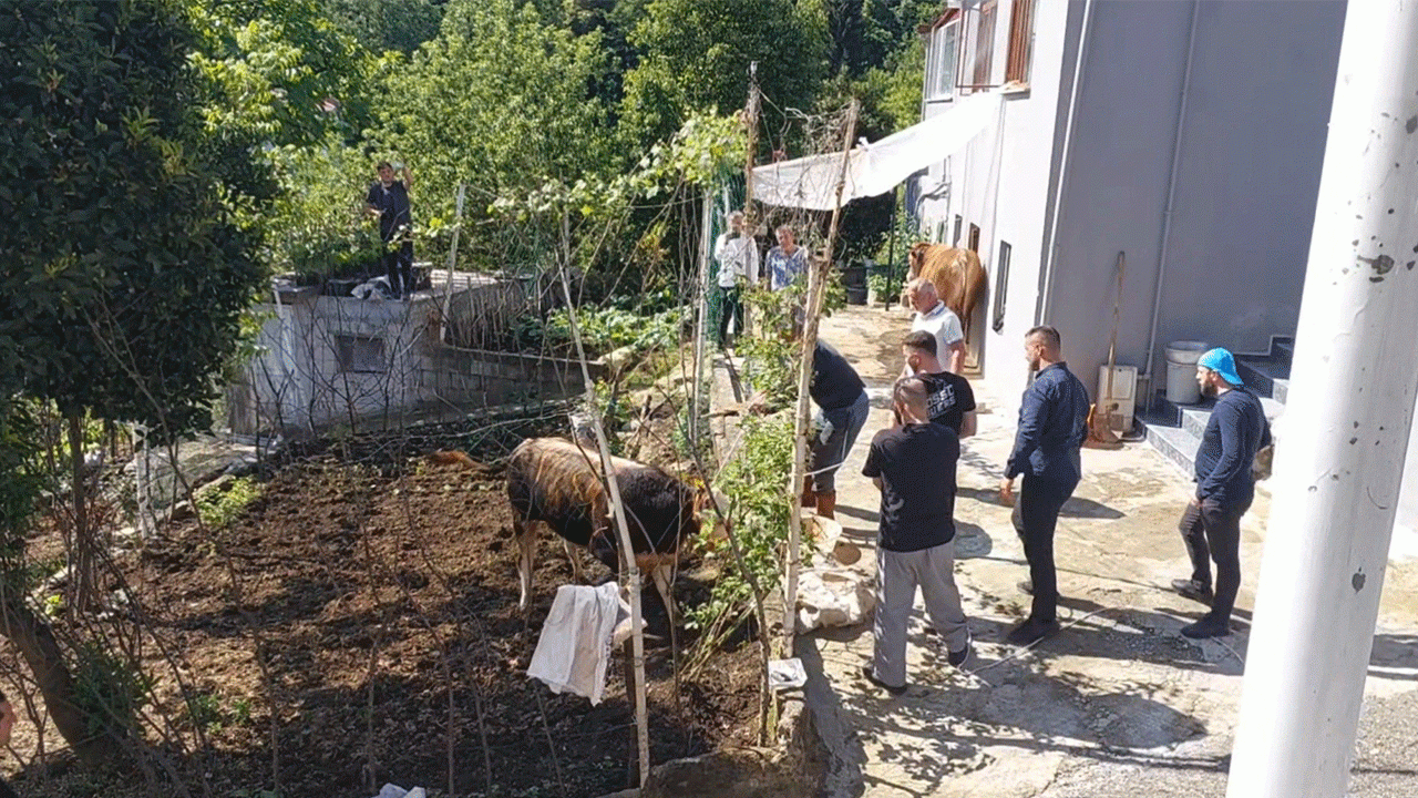 rizede-kacan-kurbanlik-boga-kisa-sureli-panige-neden-oldu
