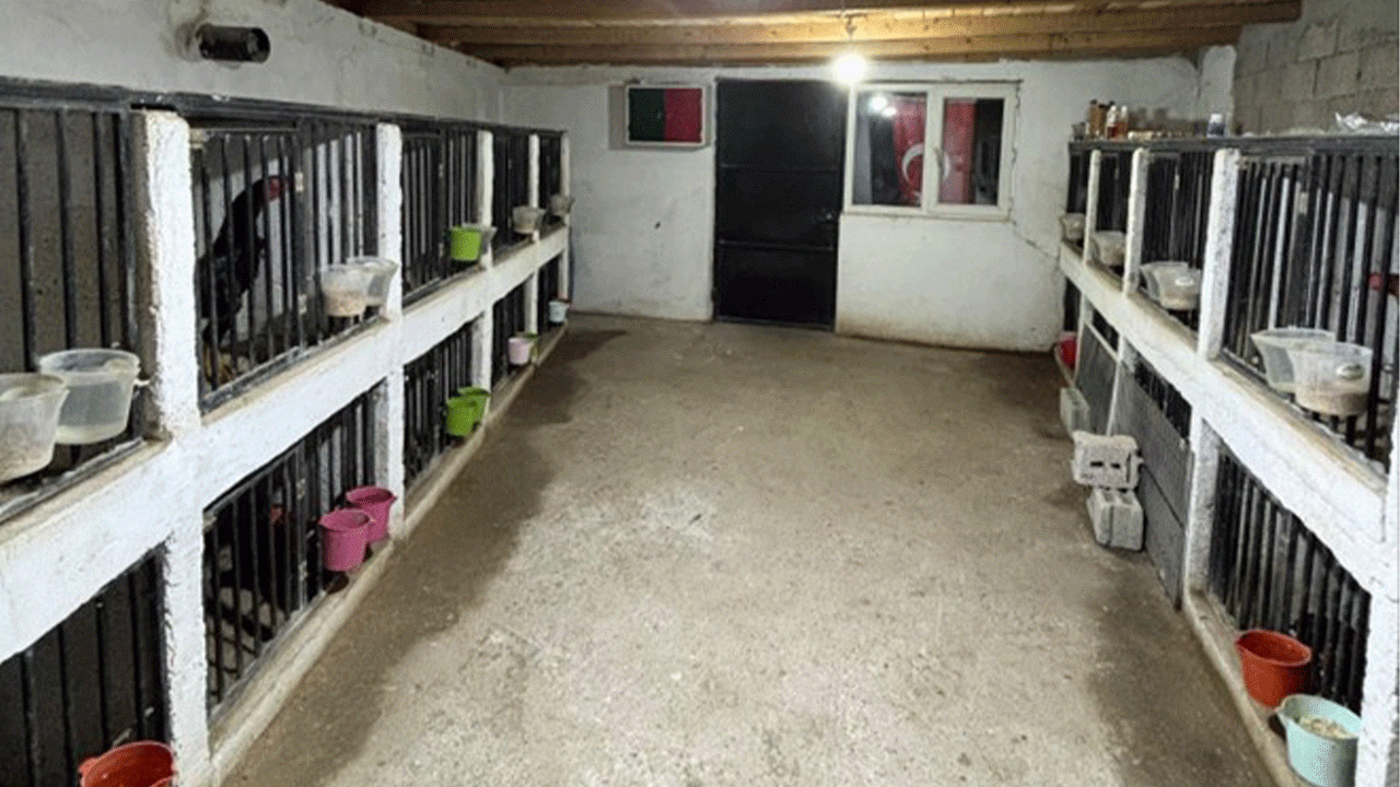 artvinde-horoz-dovusune-operasyon-39-kisiye-ceza-kesildi