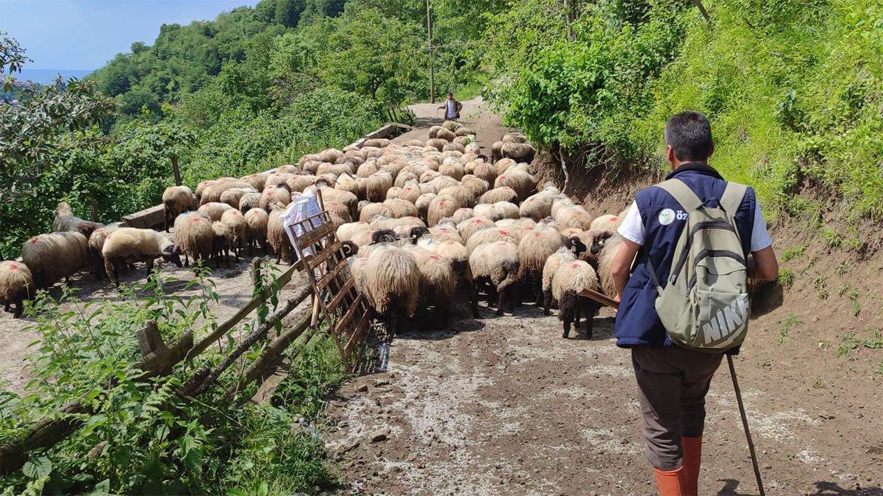 giresunda-yayla-gocu-basladi-7-gunluk-zorlu-yolculuk