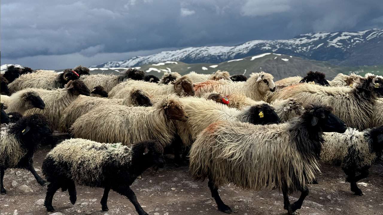 camibogazi-yaylasinda-kis-ve-bahar-ayni-anda-yasaniyor