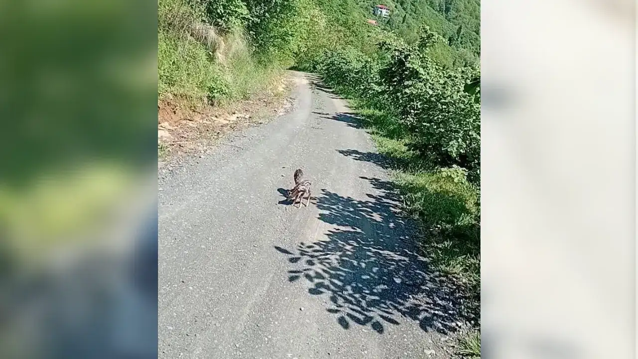 trabzonda-gorenleri-gulumseten-anlar-karaca-yavrularina-arcil-ve-sota-adini-verdi