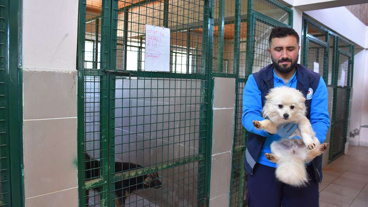 trabzonda-750-kopek-kapasiteli-merkez-sahipsiz-hayvanlara-yuva-oldu