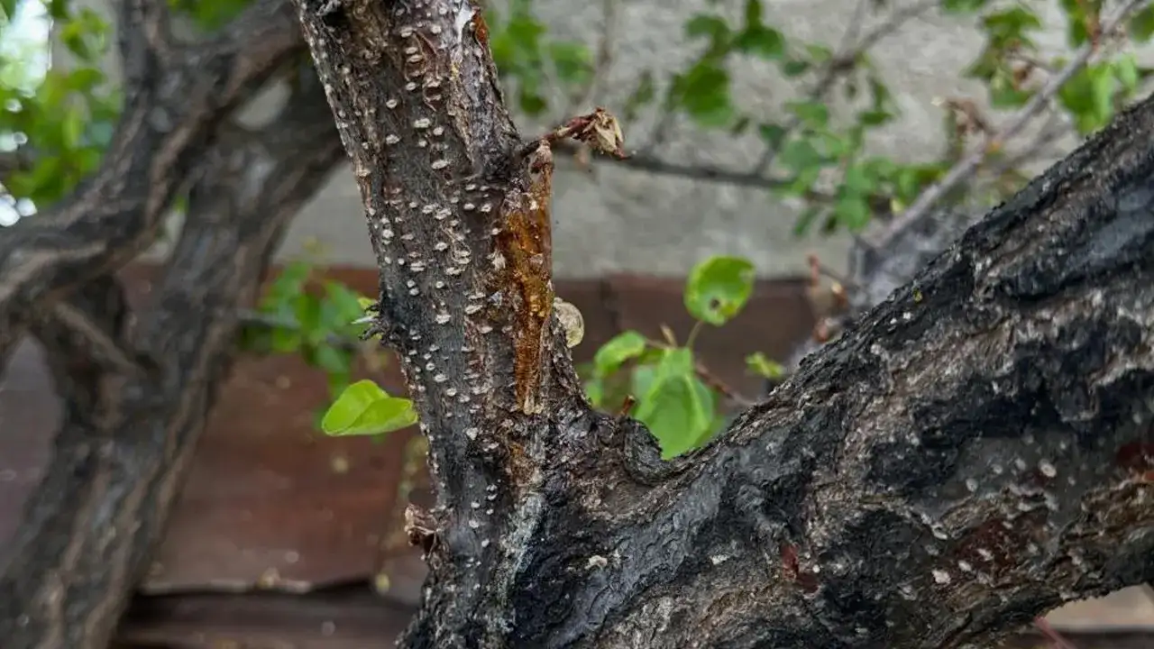 aydintepede-meyve-bahcelerinde-hastalik-ve-zararli-denetimi