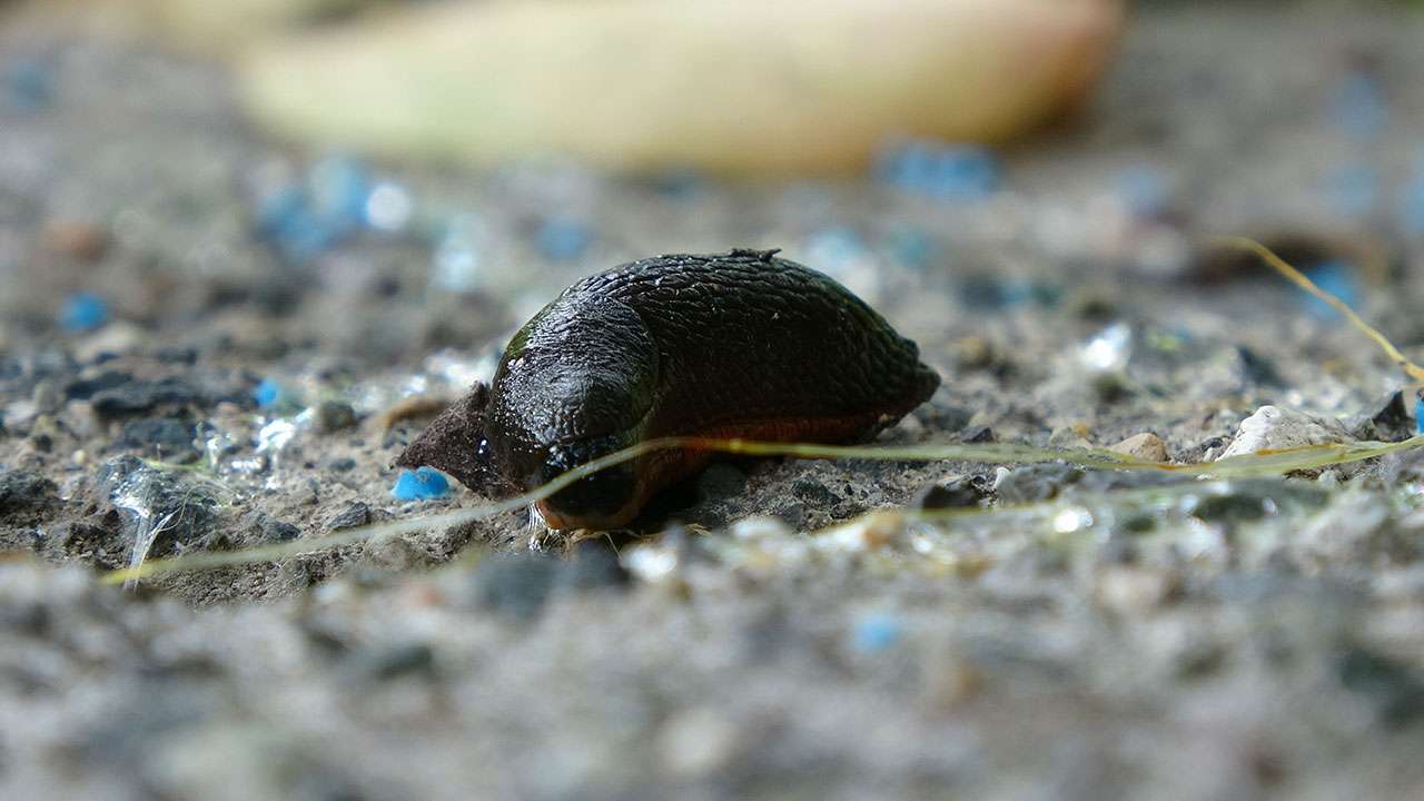 trabzonda-ispanyol-salyangozu-alarmi-tarim-arazileri-tehlikede