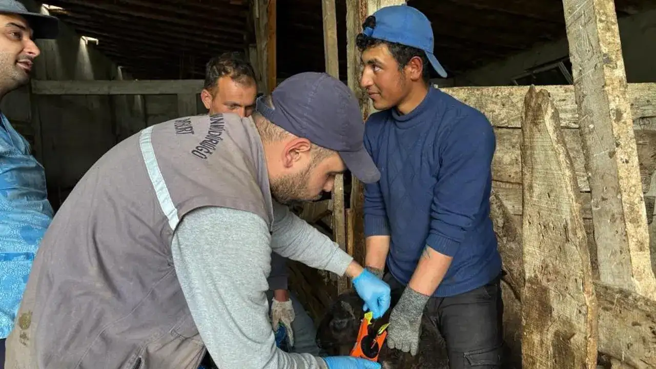bayburtta-kucukbas-hayvanlar-icin-kupeleme-ve-asilama-suruyor