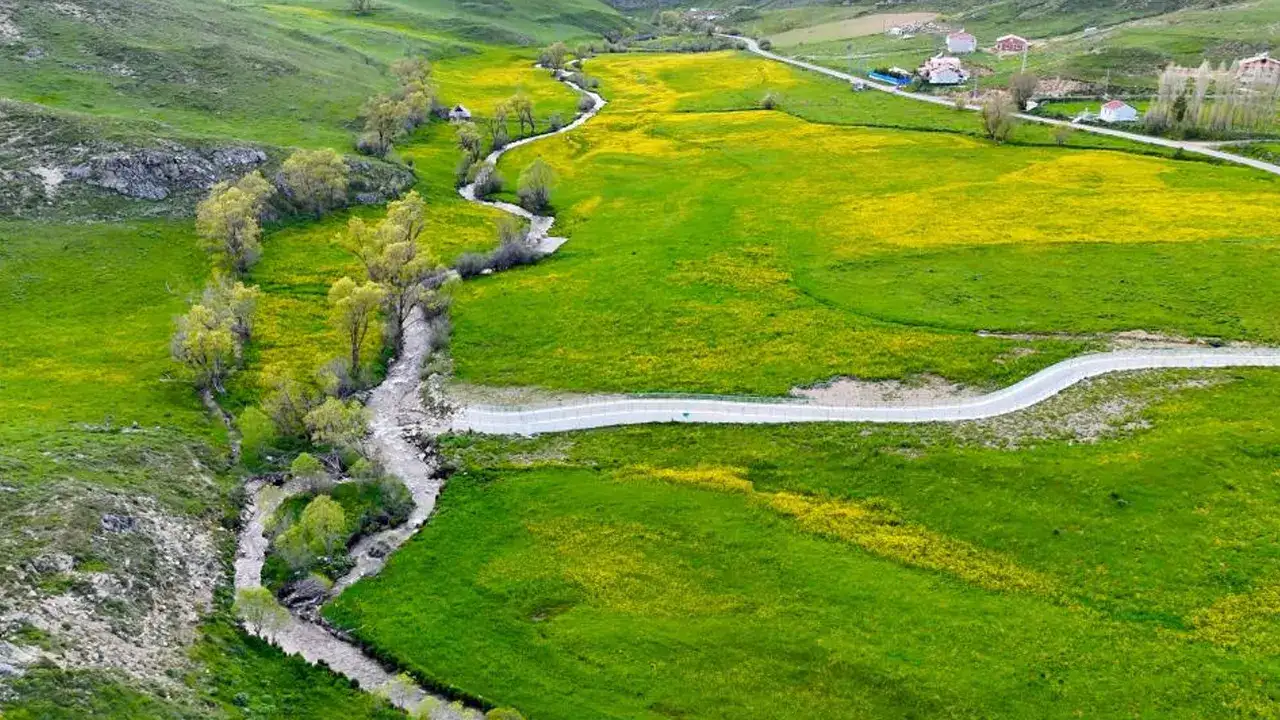 gumushanede-sari-cicekler-acti-vadi-kartpostallik-goruntulere-burundu