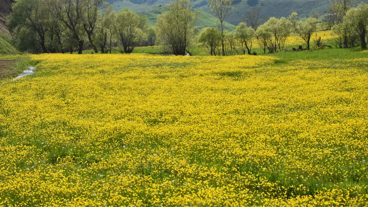 gumushanenin-sari-cenneti-ziyaretcilerini-agirliyor