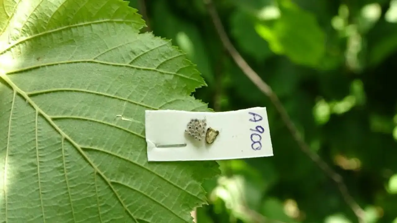 kokarcada