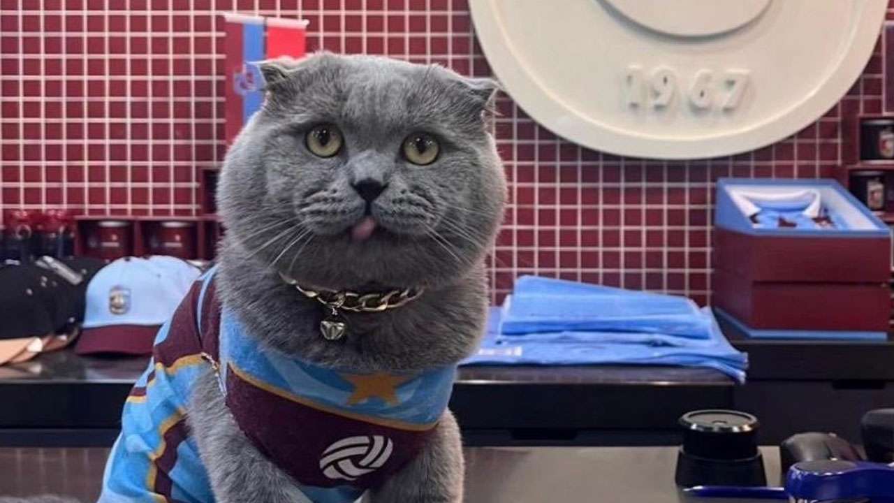 trabzonspor-sevdalisi-kedi-tom-icin-arama-seferberligi