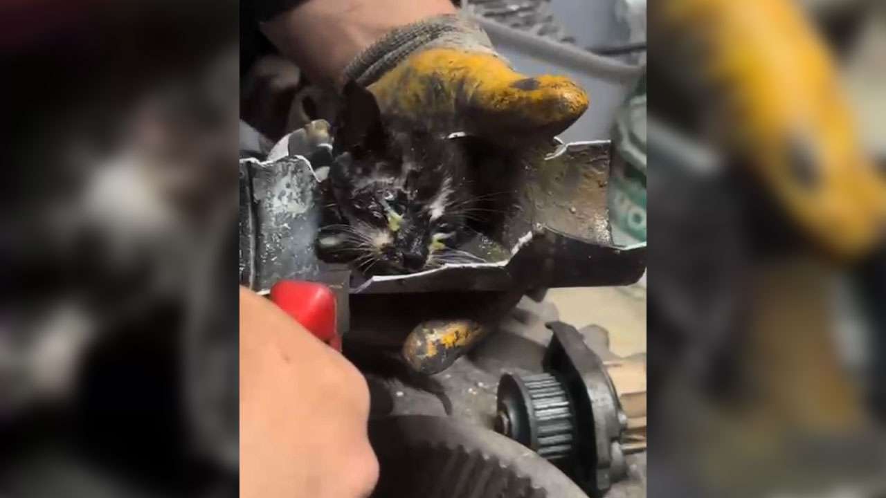 trabzonda-boruya-sikisan-yavru-kedi-icin-seferber-oldular