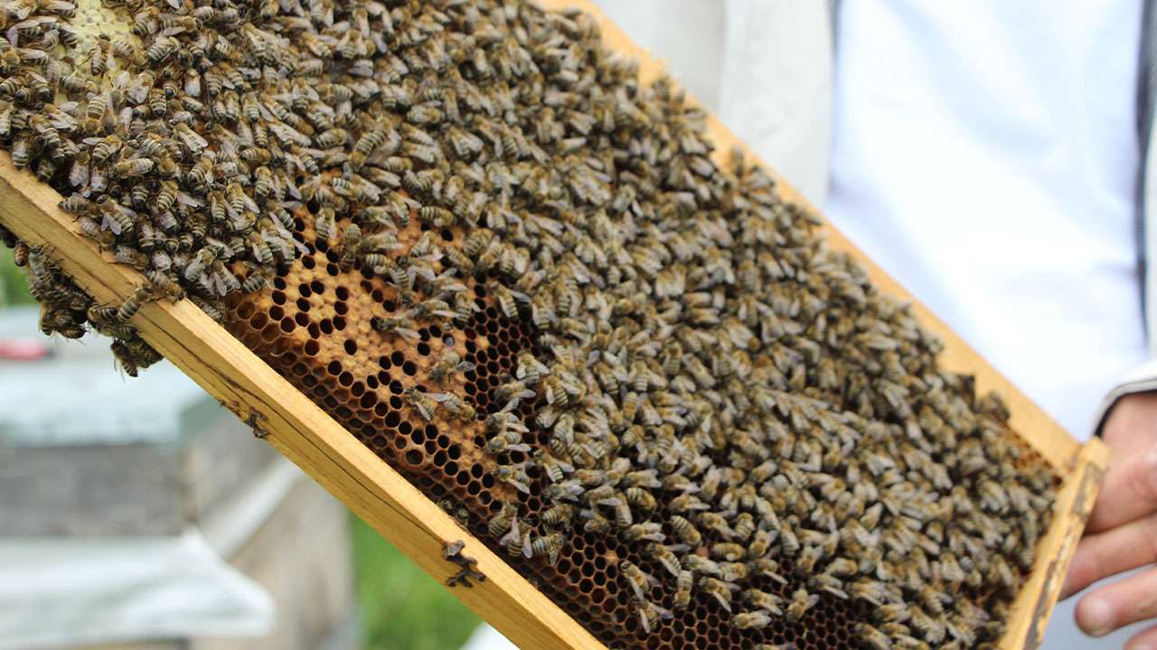 anzer-balinin-yeni-sezon-kilogram-satis-fiyati-7-bin-tl-olarak-belirlendi