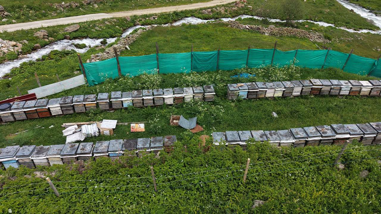 anzer-balinin-yeni-sezon-kilogram-satis-fiyati-7-bin-tl-olarak-belirlendi