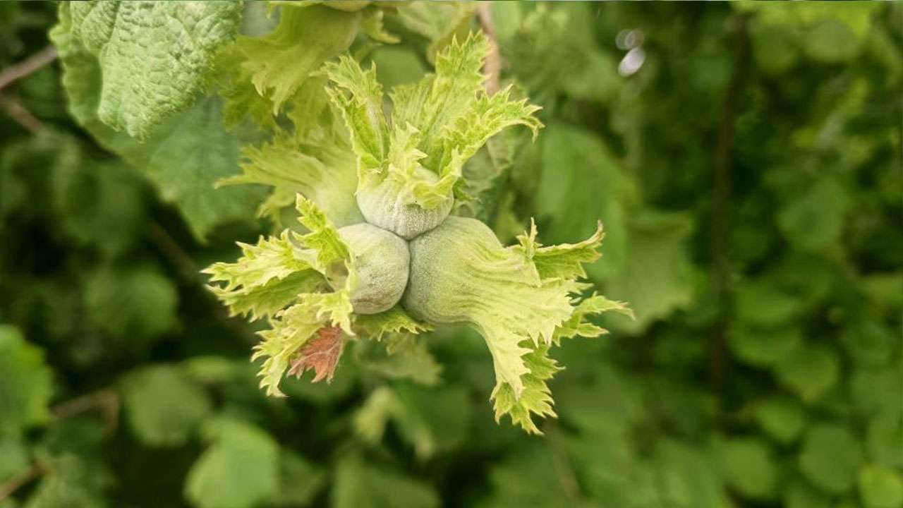 findik-ureticisine-kritik-uyari-mucadeleyi-birakmayin