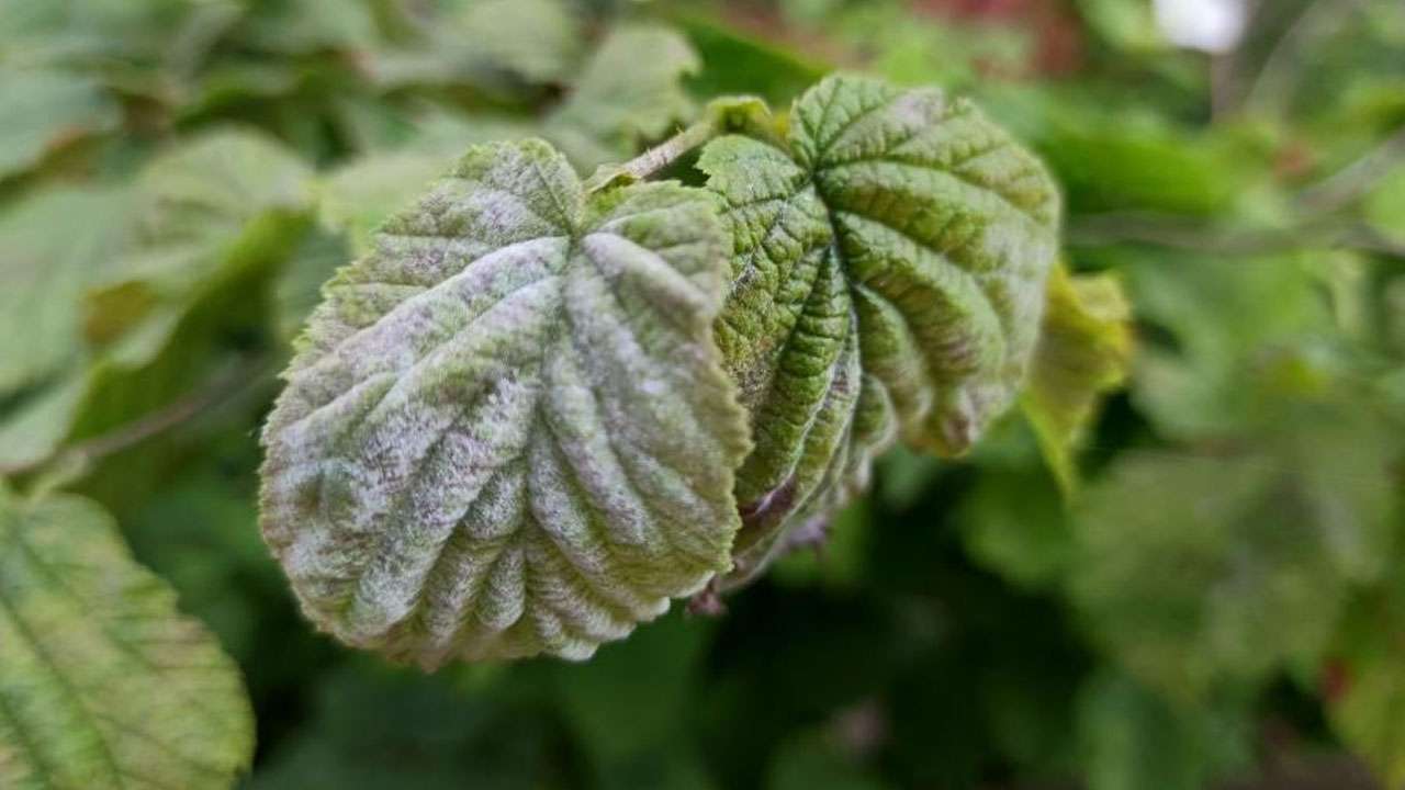 findik-ureticisine-kritik-uyari-mucadeleyi-birakmayin