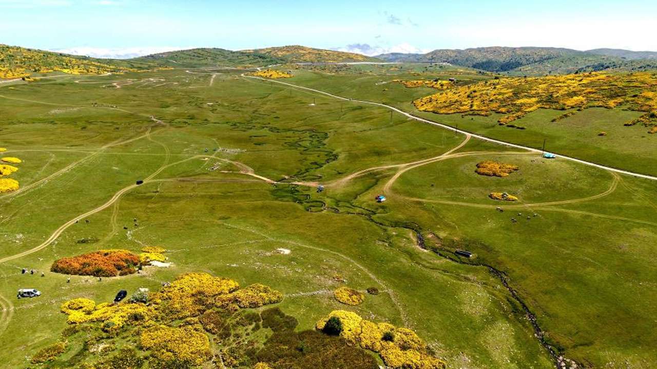 orduda-sadece-burada-aciyor-kirmizi-orman-gulleri-gorenleri-buyuluyor
