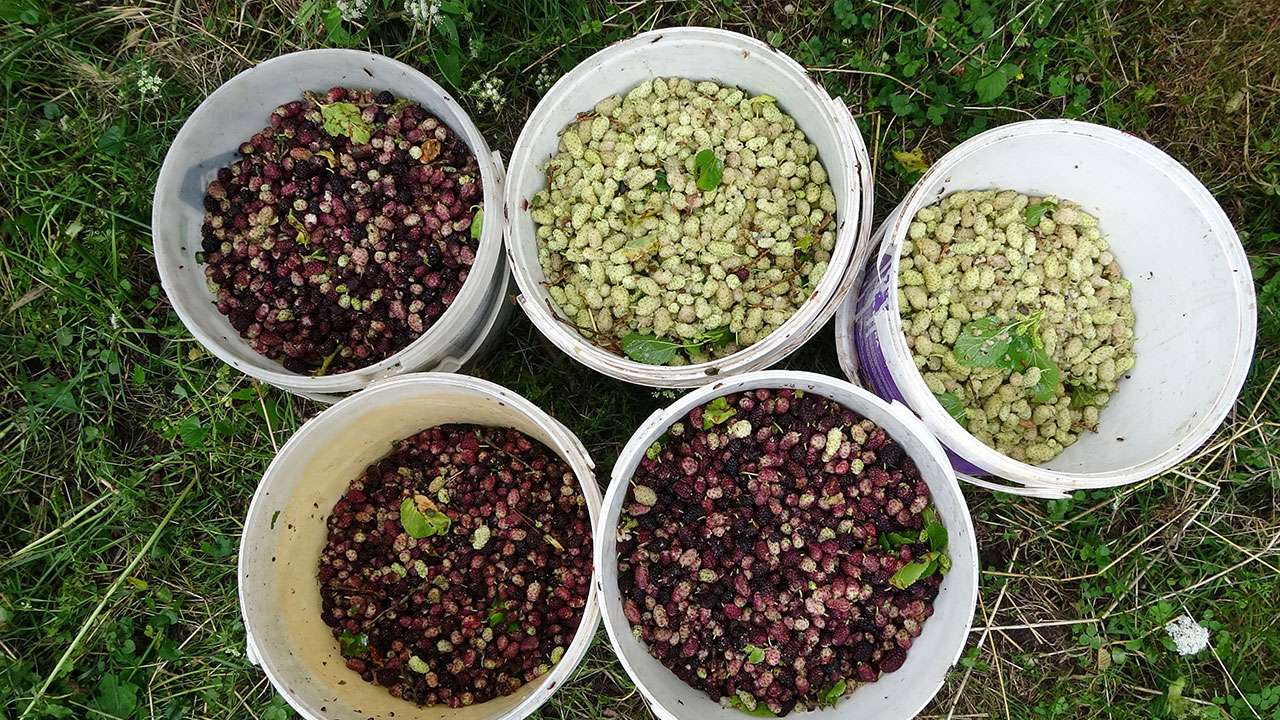 dutlarin-pekmeze-donusen-zahmetli-yolculugu