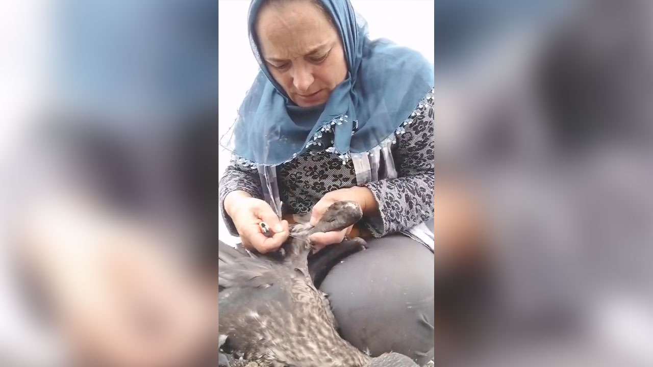 trabzonda-yarali-karabatak-kurtarildi-ortaya-renkli-goruntuler-cikti