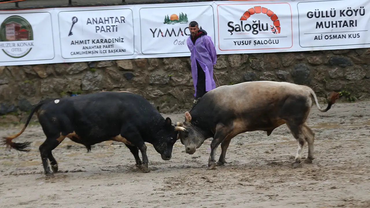 ayder-yaylasinda-boga-guresleri-heyecani-basladi