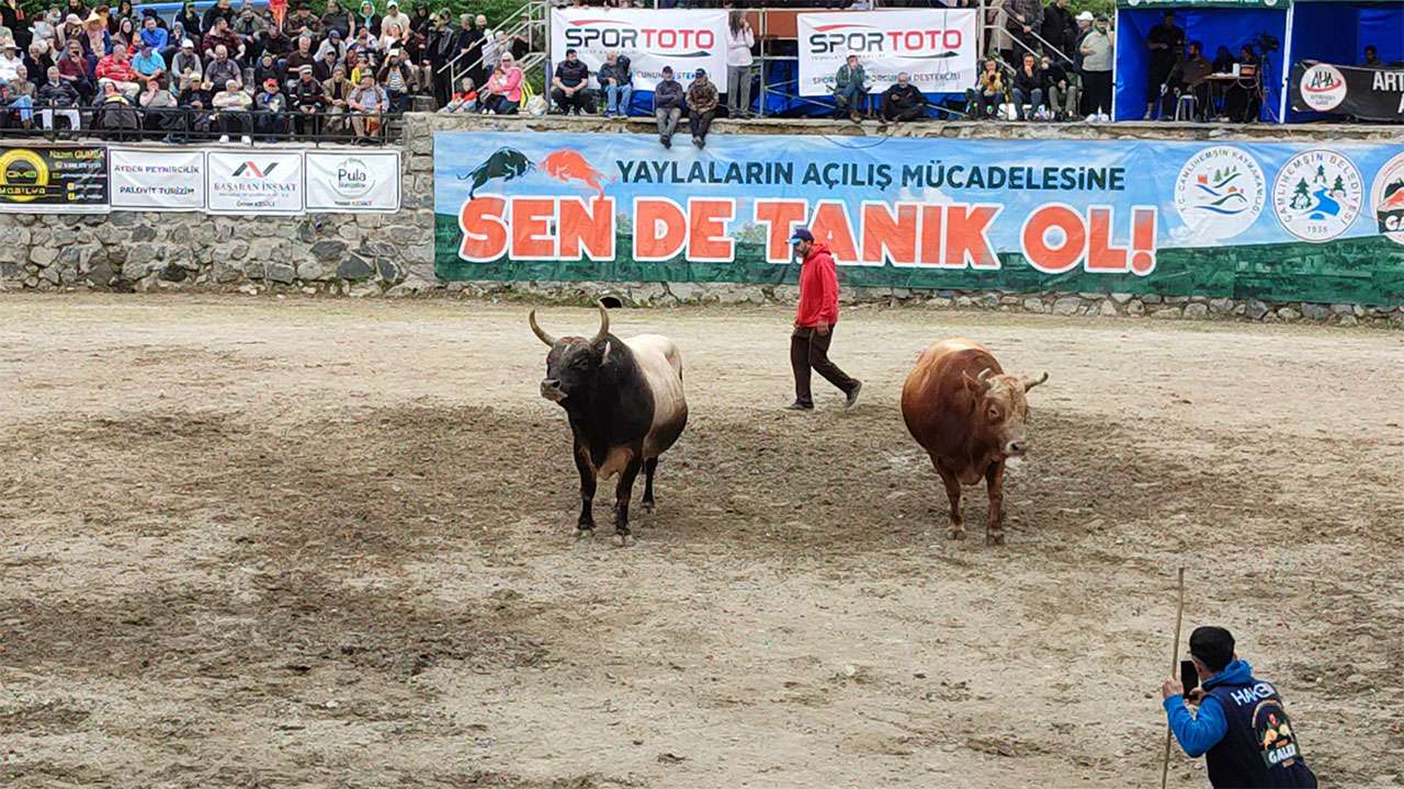 ayderde-boga-guresleri-heyecani-yasandi