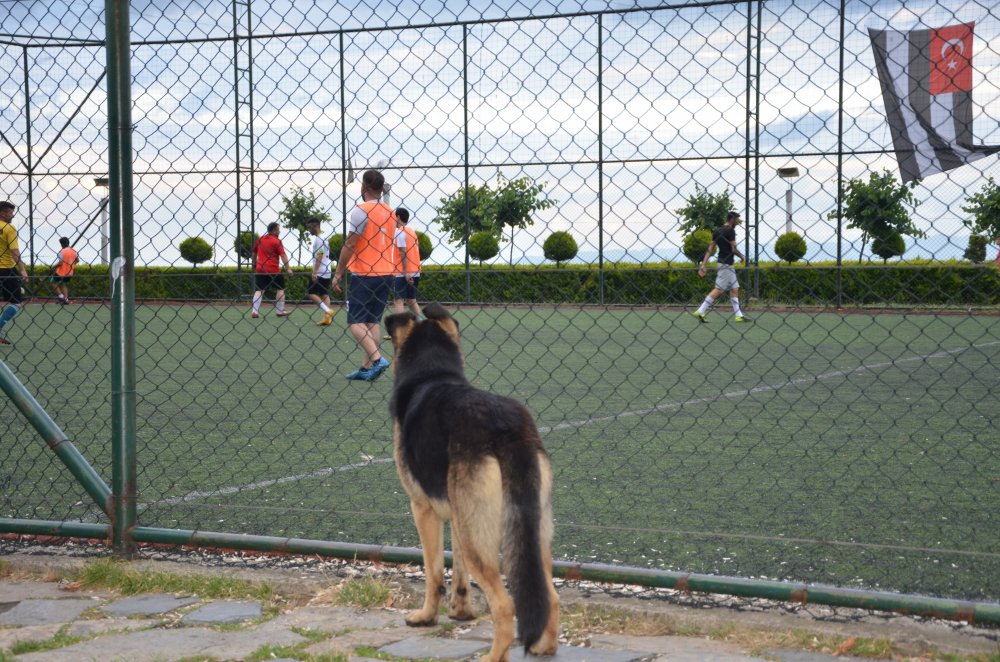 Sokak köpeğinin futbol tutkusu!