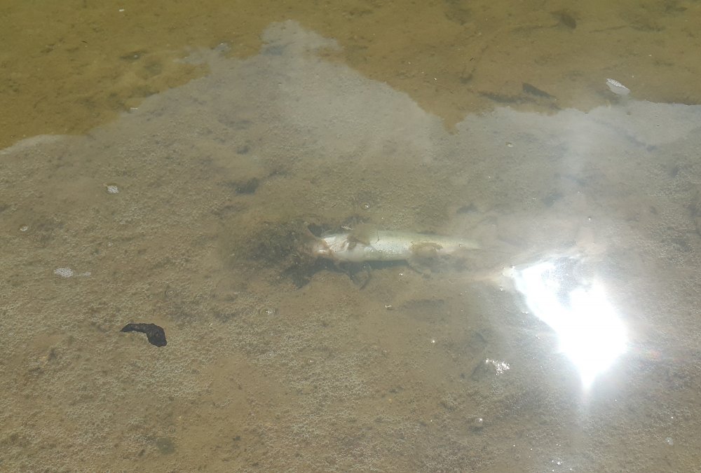 Rize'de derede ölü balıklar kıyıya vurdu