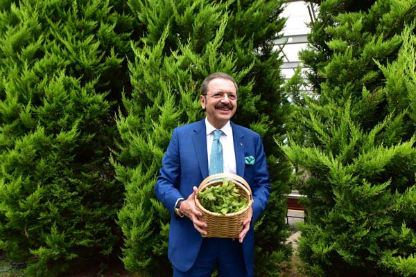 Ünlülerden Trabzon’daki fındık hasadına davet