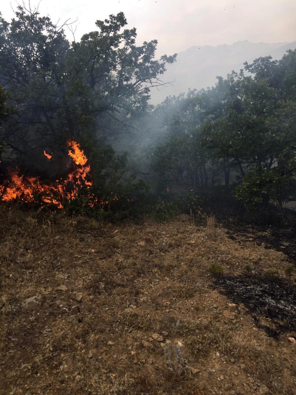 Bayburt'ta orman yangını
