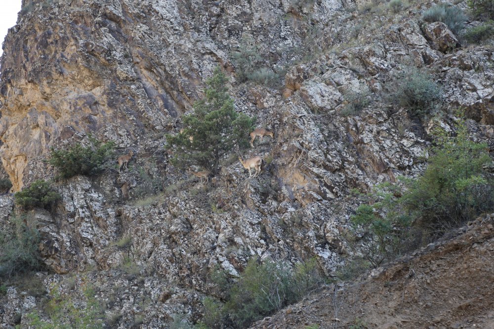 Artvin’de yaban keçisi sürüsü kameralara yakalandı