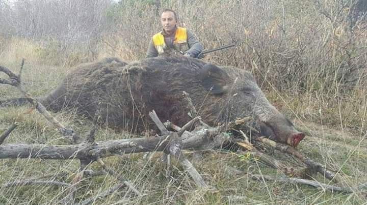 Doğu Karadeniz'de yaban domuzlarının büyüklüğü şaşırtıyor