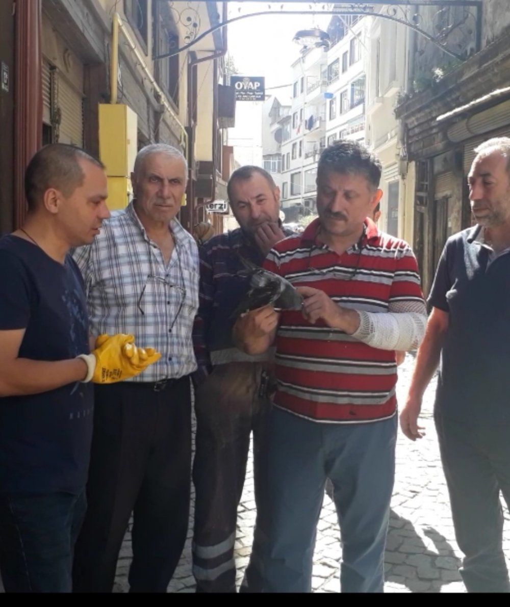 Ordu'da Yaralı güvercine vatandaş şefkati