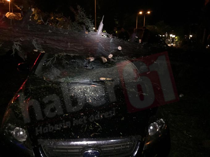 Trabzon’da otomobilin üzerine ağaç düştü