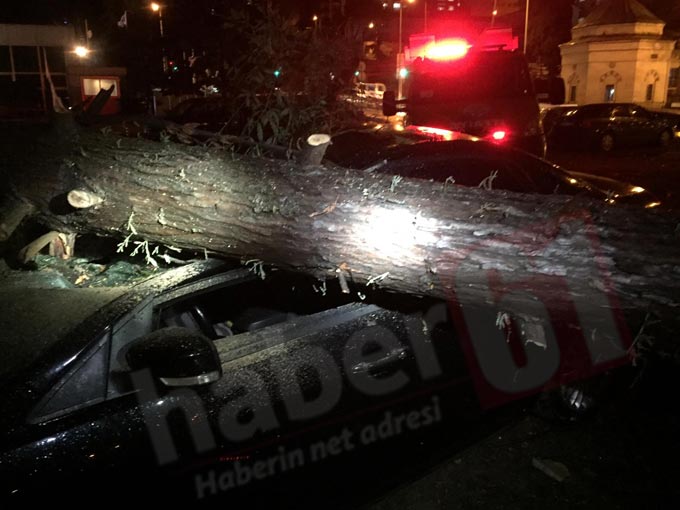 Trabzon’da otomobilin üzerine ağaç düştü
