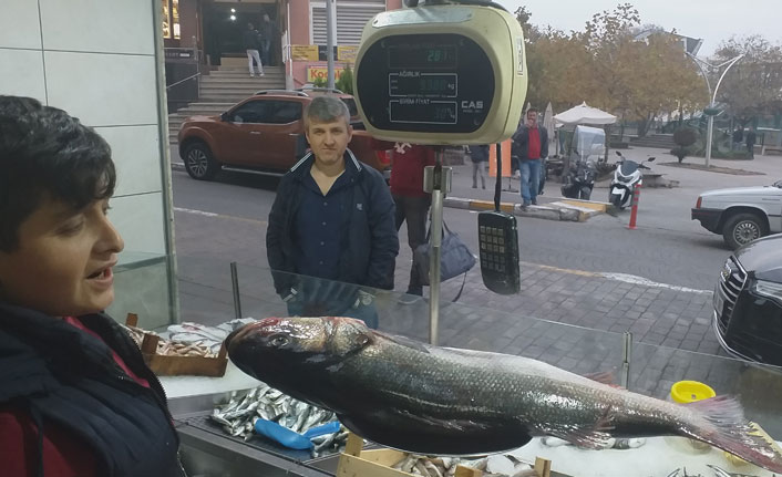 Karadeniz de çıkartılan 9 kiloluk levrek şaşırttı