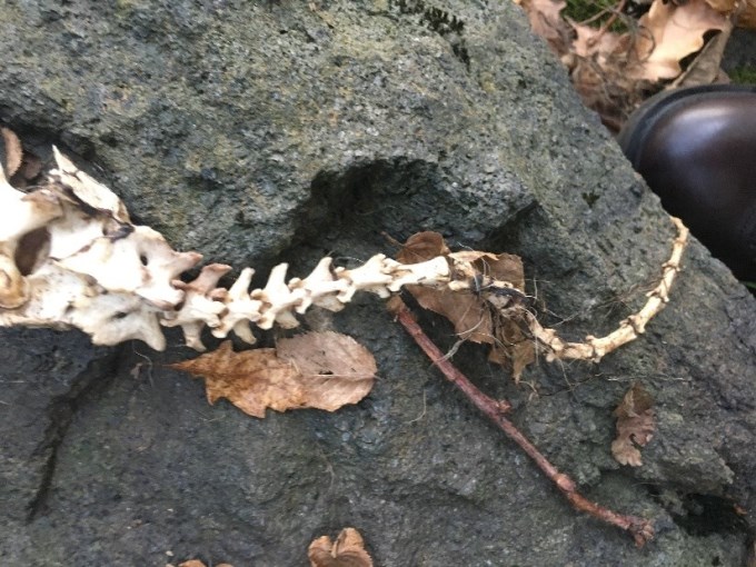 Trabzon'daki iskeletin ne olduğu olduğu ortaya çıktı