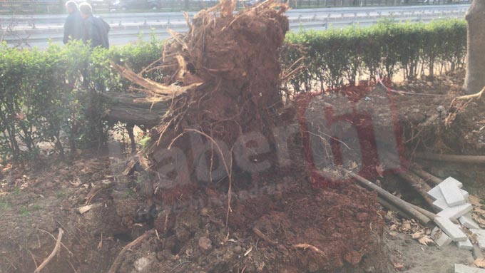 Trabzon'da rüzgara dayanamayan ağaç devrildi