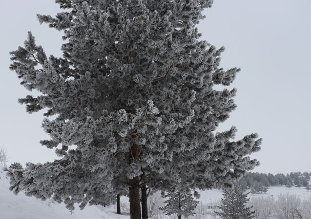 Kırağı tutan ağaçlardan kar yağdırdılar