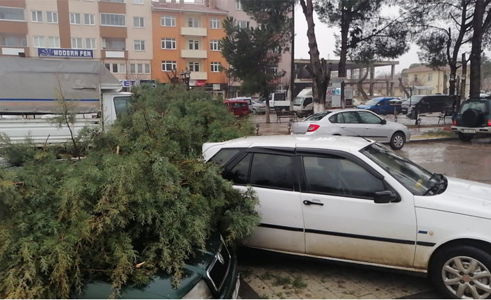Çanakkale'de fırtına çam ağacını devirdi, araçlar hasar gördü