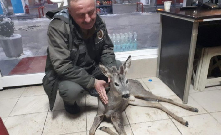 Bolu'da yaralı bulunan yavru gazelle, ormancılar tarafından kurtarıldı