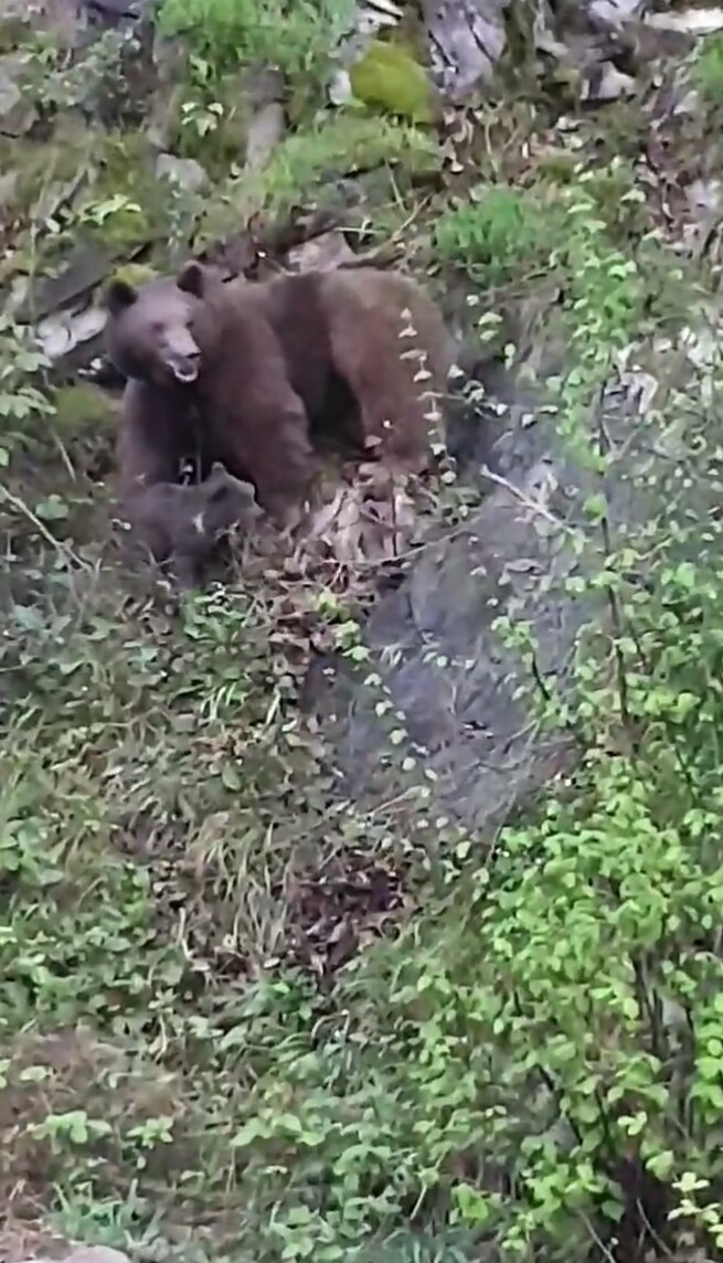Anne ayının yavrularını kurtarma mücadelesi