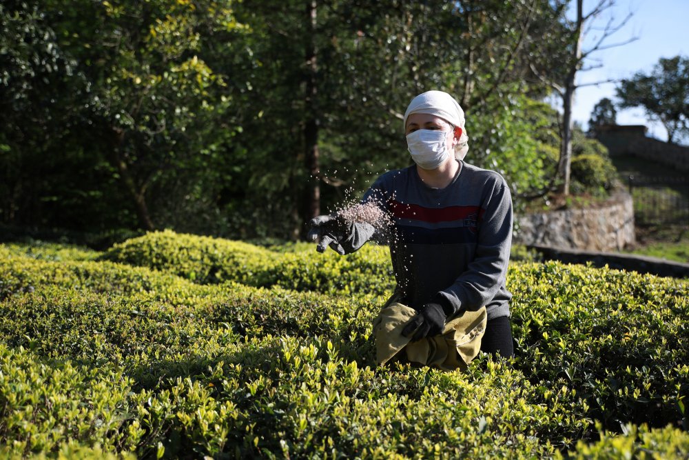 Çay üreticileri sezona hazırlanıyor