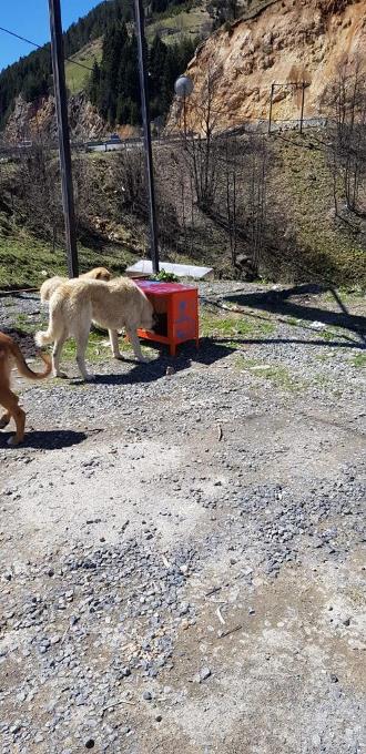 Trabzon'da sokak hayvanlarına mama istasyonu