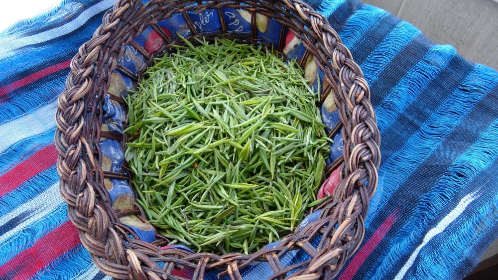 Kilosu 4 bin 500 liradan satılan beyaz çayın hasadı başladı