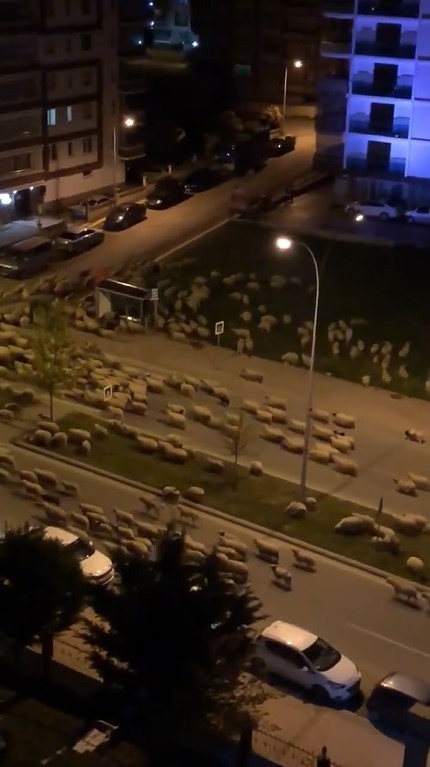 Samsun’da koyun sürüsü caddeye indi