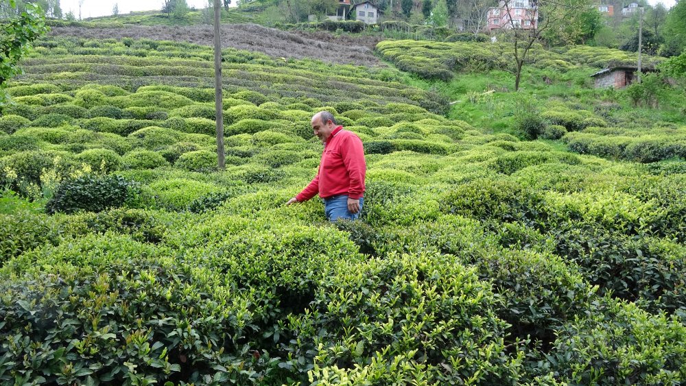 Çay hasadında 44 maddelik acil eylem planı
