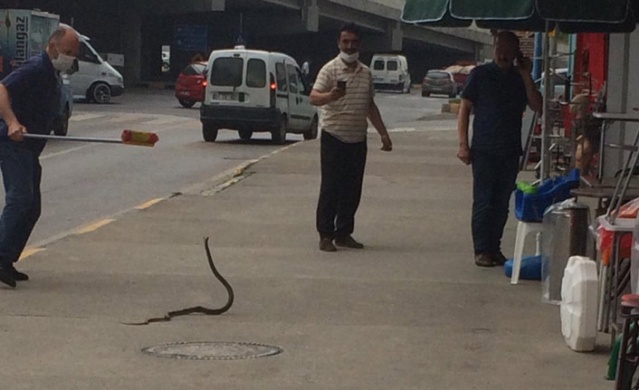 Trabzon’da site önünde yılan şoku