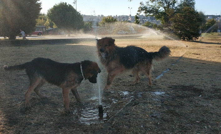 Sıcaktan bunalan köpeklerin fıskiye keyfi