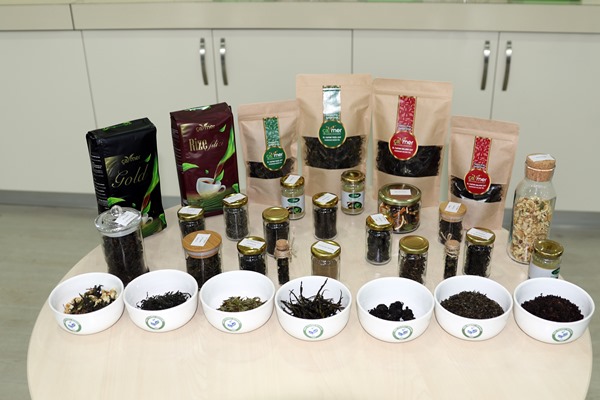 Rize'de 'el emeği' doğal çay üretimine başlandı