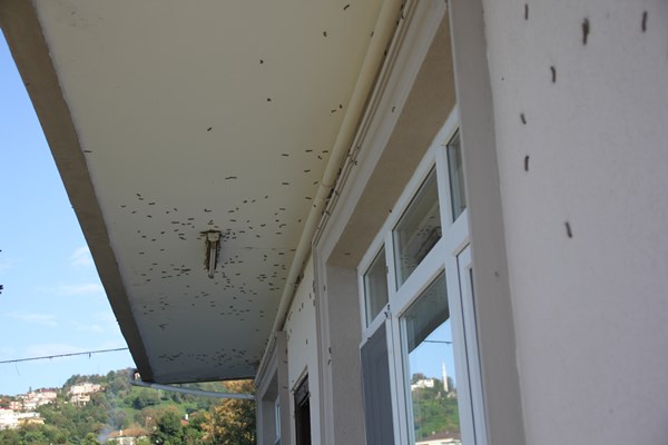 Rize'de vampir kelebekler evlere dadandı